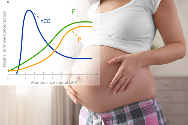 Read more about the article HCG Levels by Week. What Do You Need to Know?